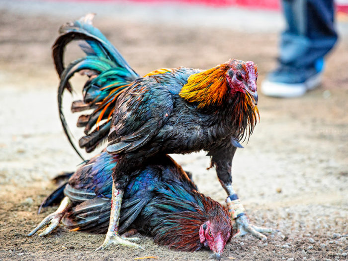 Ayam Jago Sabung Ayam